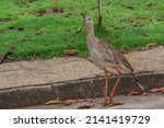 Red-legged Seriema (Cariama cristata) walking in the street