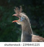 Red-legged Seriema screaming (Cariama cristata)