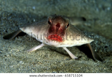 Redlip batfish, Ogcocephalus darwini, Galapagos Islands Ecuador