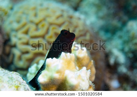 Redlip Blenny on coral reef off Bonaire, Dutch Caribbean