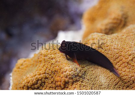 Redlip Blenny on coral reef off Bonaire, Dutch Caribbean