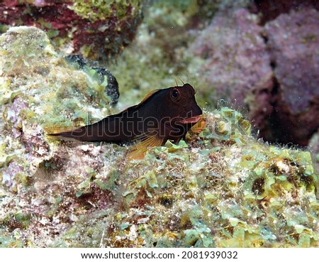 Redlip Blenny on the reef 