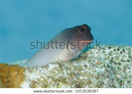 Redlip Blenny (Ophioblennius atlanticus) perched on a coral head - Bonaire, Netherlands Antilles