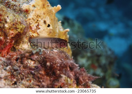 Redlip Blenny (Ophioblennius macclurei) perched on coral reef, Bonaire, Netherlands Antilles