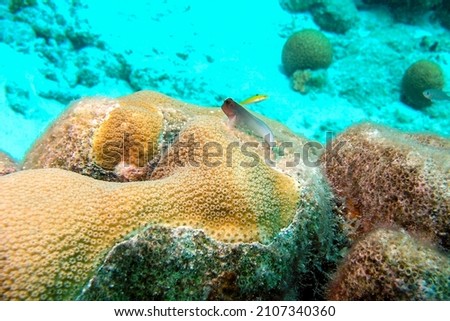 Redlip Blenny Perched on a Coral Head - Bonaire