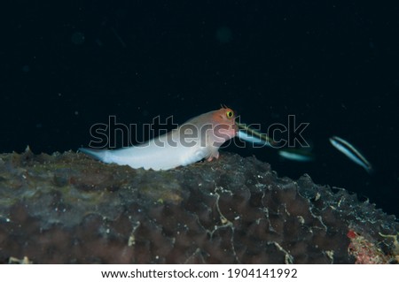 A redlip blenny perched on the reef, Fishes of Flower Garden Banks