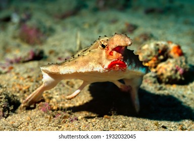 The red-lipped batfish or Galapagos batfish (Ogcocephalus darwini) is a fish of unusual morphology found around Galapagos islands and Cocos Island. Shot near Wolf Island at the depth of 46 meters.