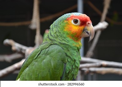 Red-lored Amazon