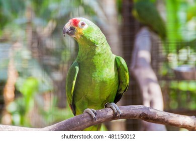 Red-lored Amazon (Amazona Autumnalis)