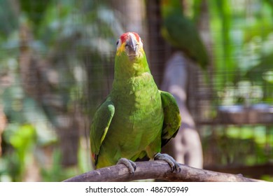 Red-lored Amazon (Amazona Autumnalis)