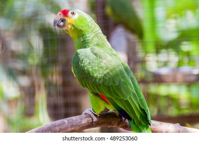 Red-lored Amazon (Amazona Autumnalis)