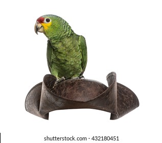 Red-lored Amazon On A Pirate Hat, Isolated On White