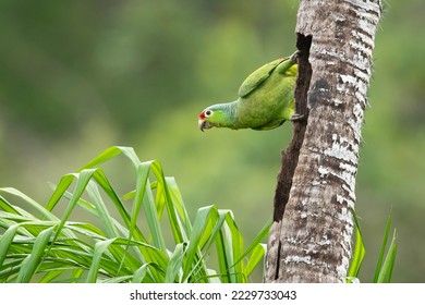Red-lored amazon or red-lored parrot (Amazona autumnalis) is a species of amazon parrot, native to tropical regions of the Americas - Shutterstock ID 2229733043