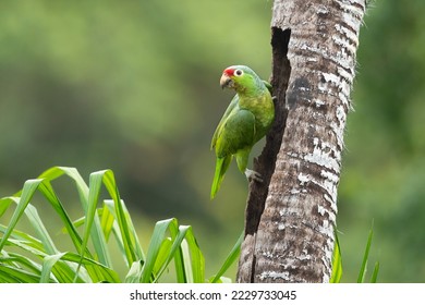 Red-lored amazon or red-lored parrot (Amazona autumnalis) is a species of amazon parrot, native to tropical regions of the Americas - Shutterstock ID 2229733045