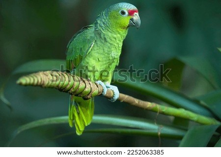 The red-lored amazon or red-lored parrot (Amazona autumnalis), in Costa rica forest