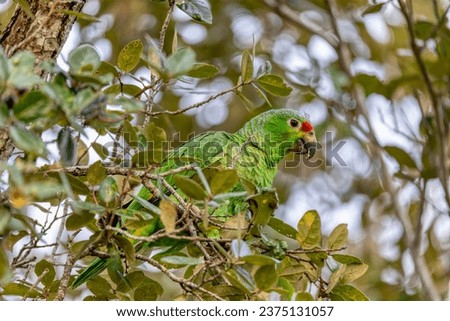 Red-lored amazon or red-lored parrot (Amazona autumnalis) is a species of amazon parrot feeding on tree, Curubande, Wildlife and birdwatching in Costa Rica.
