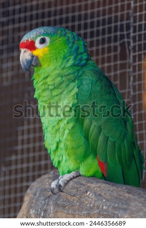 Red-lored Amazon Parrot bird perched on a rock, Costa Rica