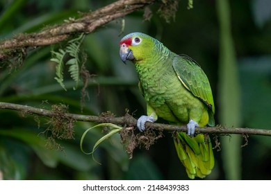 Red-lored Parrot, Amazona autumnalis, portrait of light green parrot with red head, Costa Rica. Detail close-up portrait of bird. Bird and pink flower. Wildlife scene from tropical nature - Shutterstock ID 2148439383