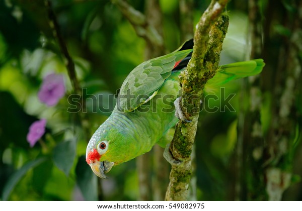 赤いオウム アマゾナの秋 赤い頭を持つ明るい緑のオウムのポートレート コスタリカ 鳥の詳細な接写 鳥とピンクの花 熱帯自然の野生生物のシーン の写真素材 今すぐ編集