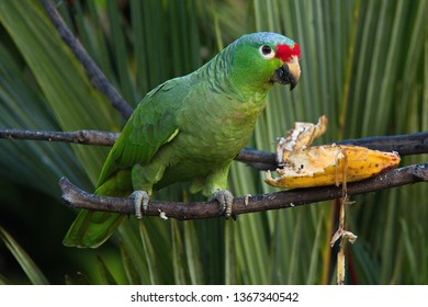 Red-lored Parrot in Pedacito de Cielo near Boca Tapada in Costa Rica
 - Shutterstock ID 1367340542