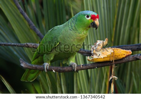Red-lored Parrot in Pedacito de Cielo near Boca Tapada in Costa Rica
