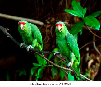 Red-lored Parrots (Amazona Autumnalis).