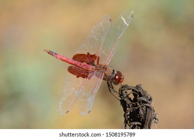 A Red-Mantled Saddlebag, Tramea onusta, a fast flying Dragonfly or Damselfly