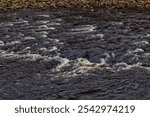 Redmire, Wensleydale, Yorkshire Dales national park, North Yorkshire, England, Britain, November 3rd, 2024, Close up of small rapids on River Ure