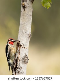 Red-naped Sapsucker Eating From Sap Well On Fremont Cottonwood Tree.