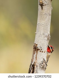 Red-naped Sapsucker Peers Out From Behind Fremont Cottonwood Tree