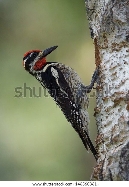 Rednaped Sapsucker Sphyrapicus Nuchalis Woodpecker Perched Stock Photo ...