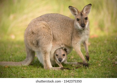 Redneck Wallaby Joey Pouch Looking Camera Stock Photo 1542375350 ...