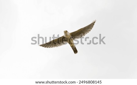 The red-necked falcon is a bird of prey in the falcon family with two disjunct populations rather small but powerful falcon with fast and direct flight. It has a rufous crown, nape.