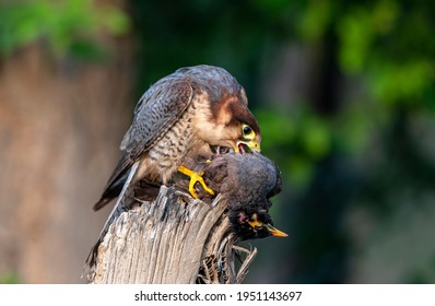 Red Falcon High Res Stock Images Shutterstock - roblox feather family falcon