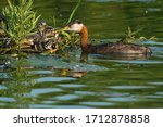 A Red-necked Grebe is feeding one chick on its nest while two other chicks look on. Humber Bay Park, Toronto, Ontario, Canada.