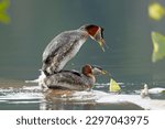 A red-necked grebe male and female mates with each other on a log in a lake in north Idaho.