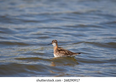 Red-necked Phalarope