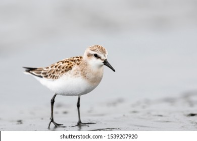 Red-necked Stint in japan (Calidris ruficollis) - Shutterstock ID 1539207920
