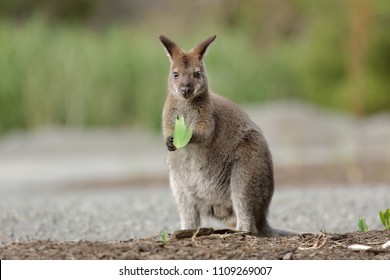 The red-necked wallaby or Bennett's wallaby (Macropus rufogriseus) is a medium-sized macropod marsupial (wallaby), common in the more temperate 