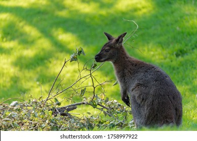 Kangaroo Medium Green 
