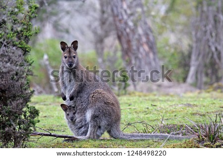 Red-necked Wallaby or Bennett's Wallaby (Macropus rufogriseus) with a young