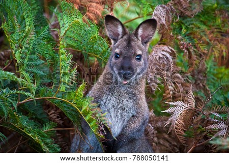 A red-necked wallaby, or Bennett's wallaby (Macropus rufogriseus) among bracken ferns in Narawntapu National Park, Tasmania.