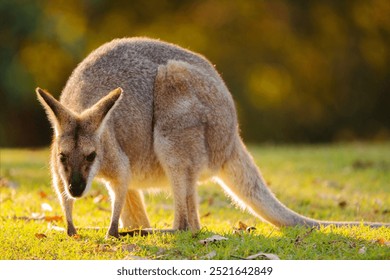 The red-necked wallaby or Bennett's wallaby is a medium-sized macropod marsupial, common in the more temperate and fertile parts of eastern Australia, including Tasmania. - Powered by Shutterstock