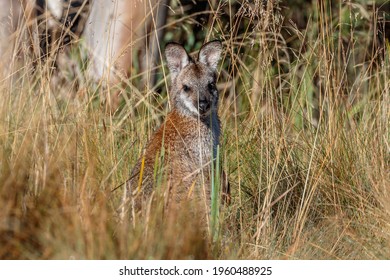 Red-necked Wallaby, Mount Franklin Road, ACT, March 2021