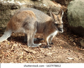 Red-necked wallaby, New South Wales - Shutterstock ID 1637978812