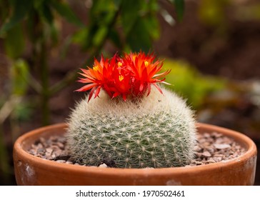 red-orange cactus flowers Parodia Notocactus haselbergii or Scarlet ball cactus plant growing in terracotta pot