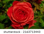 A red-orange rosa tropicana hybrid tea rose in full bloom