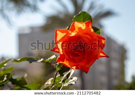 
A red-orange rose blooms in the garden. Photo backlit. Close-up