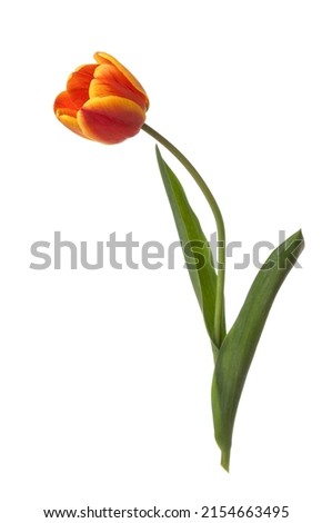 Red-orange tulip flower isolated on white background.