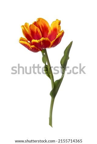 Red-orange tulip flower isolated on white background.
